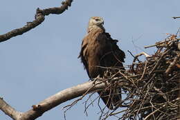 Image of Band-tailed Fish-eagle