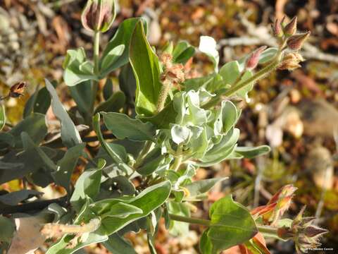 Image of Halimium atriplicifolium (Lam.) Spach