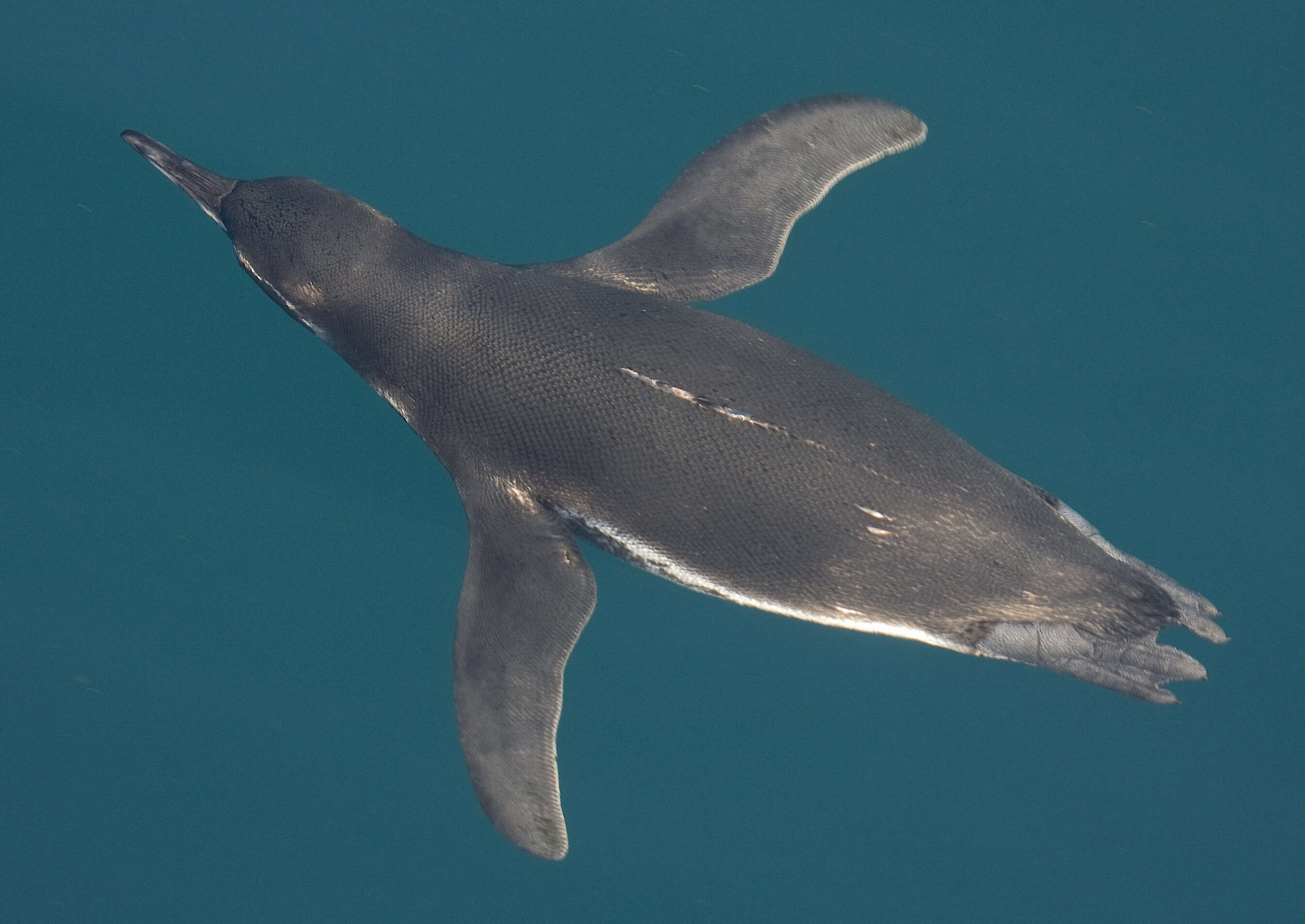 Image of Galapagos Penguin