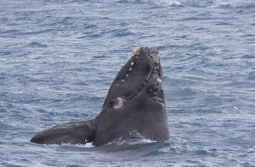 Image of Southern Right Whale