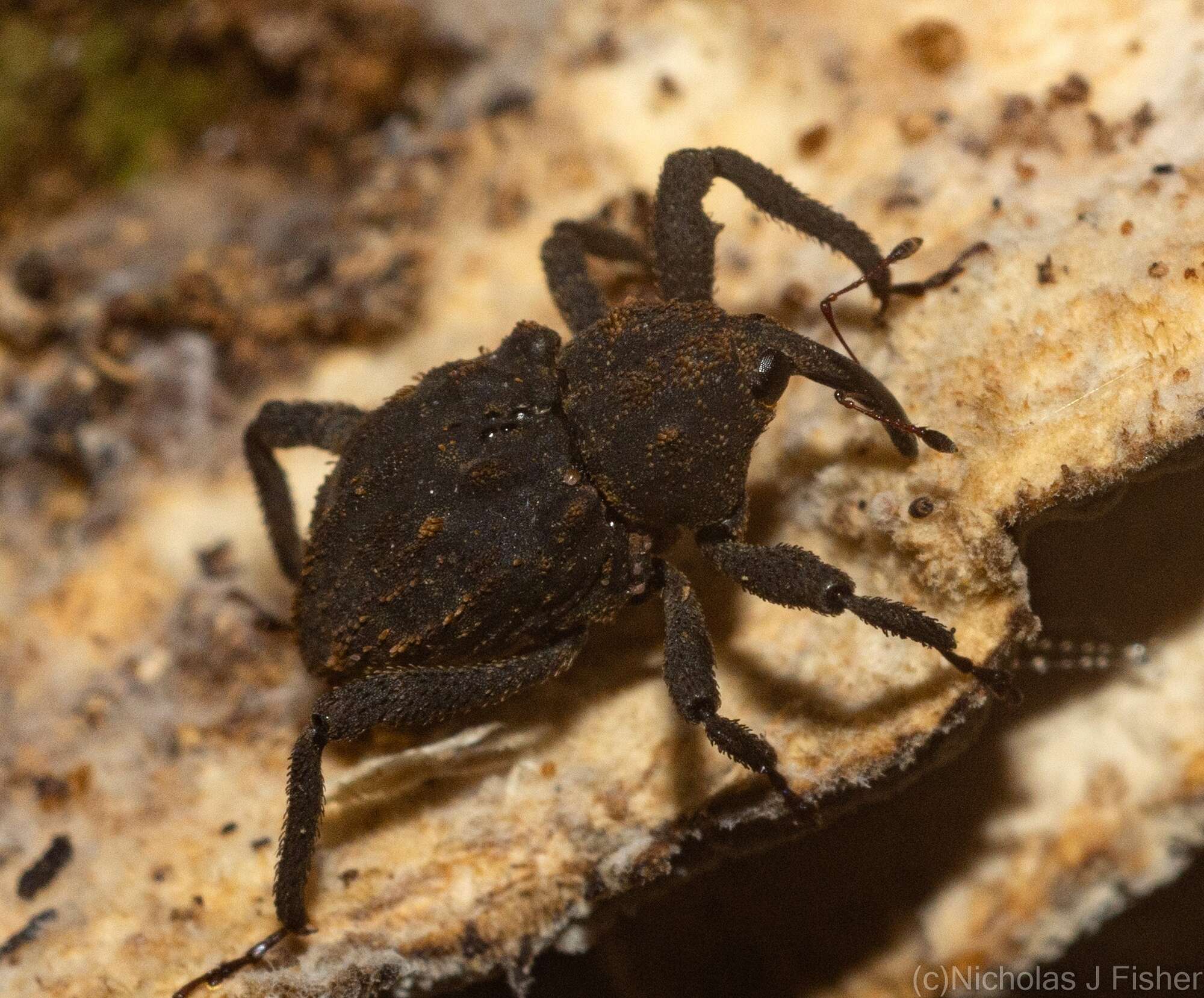 Image of Paleticus subereus Lea 1898