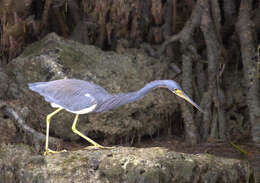 Image de Aigrette tricolore