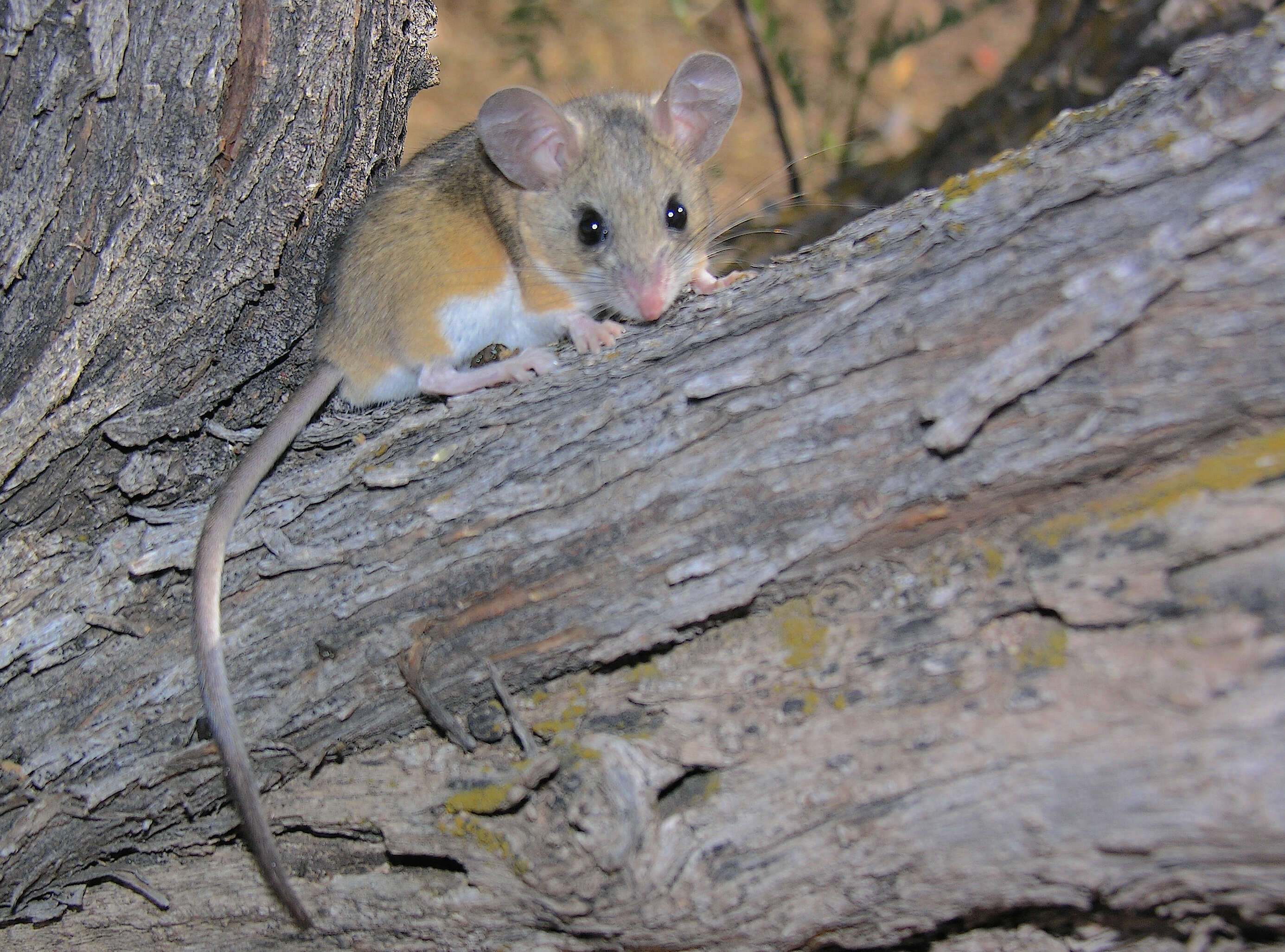 Image of Deer Mouse