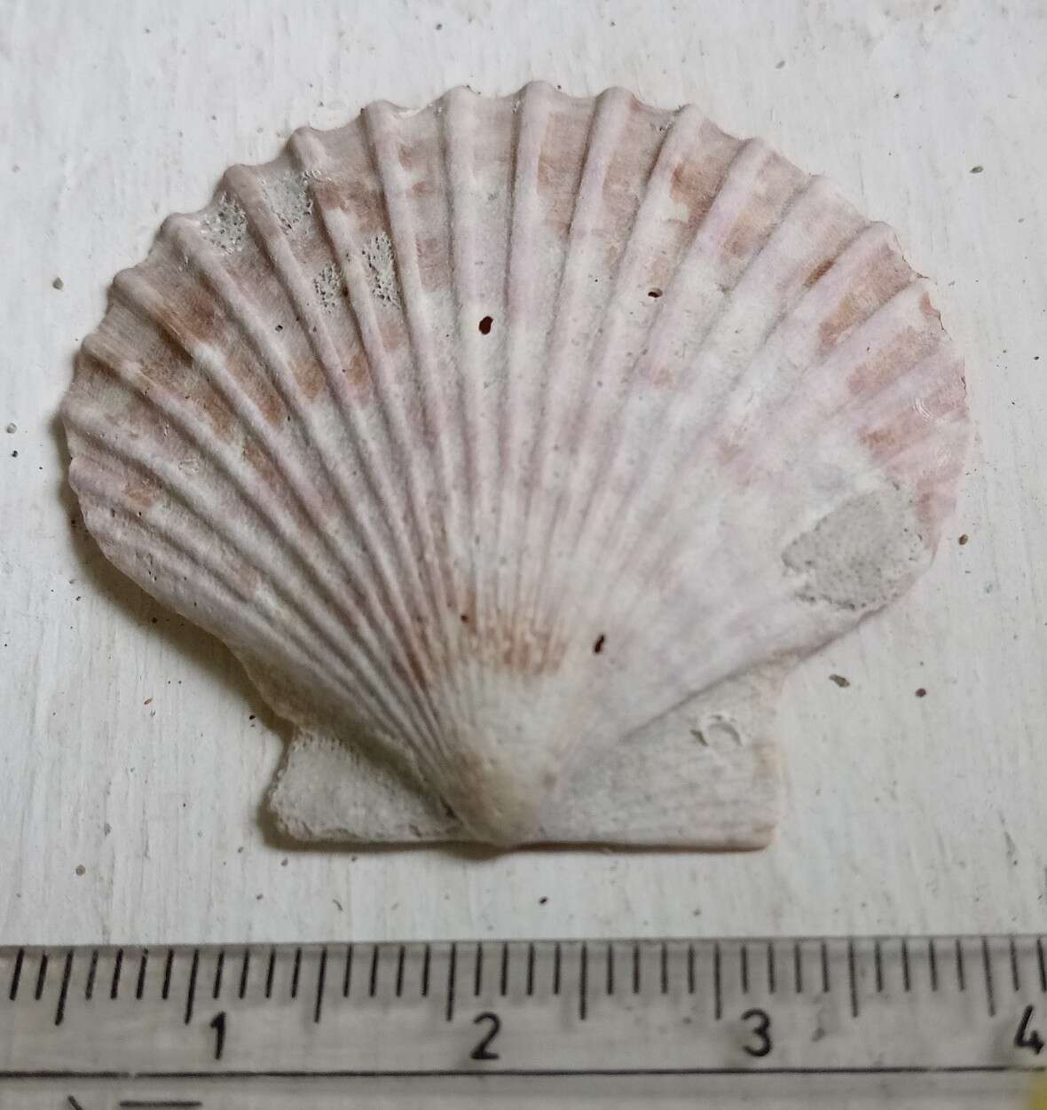 Imagem de Aequipecten opercularis (Linnaeus 1758)