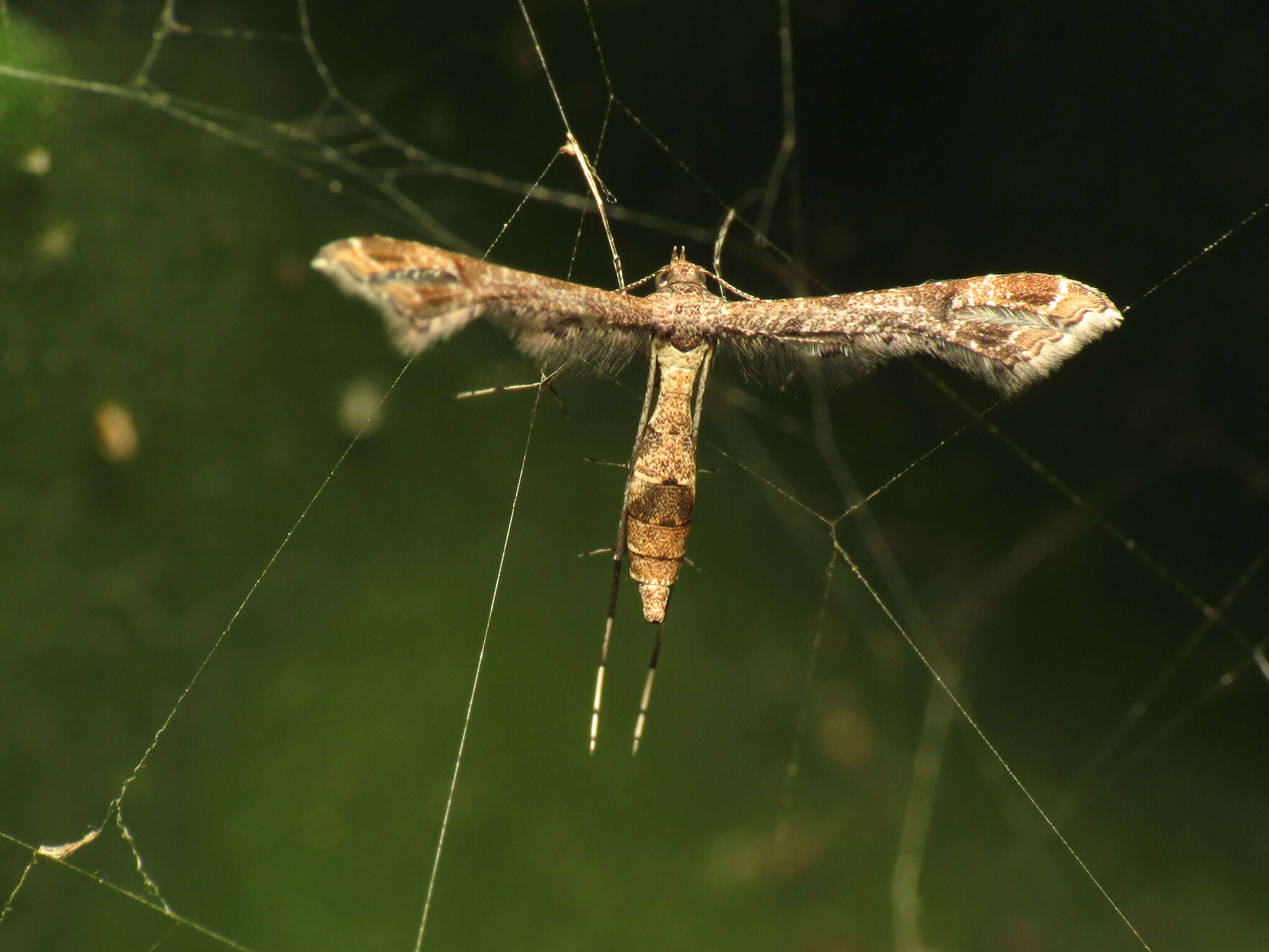 Image of Lantana plume moth