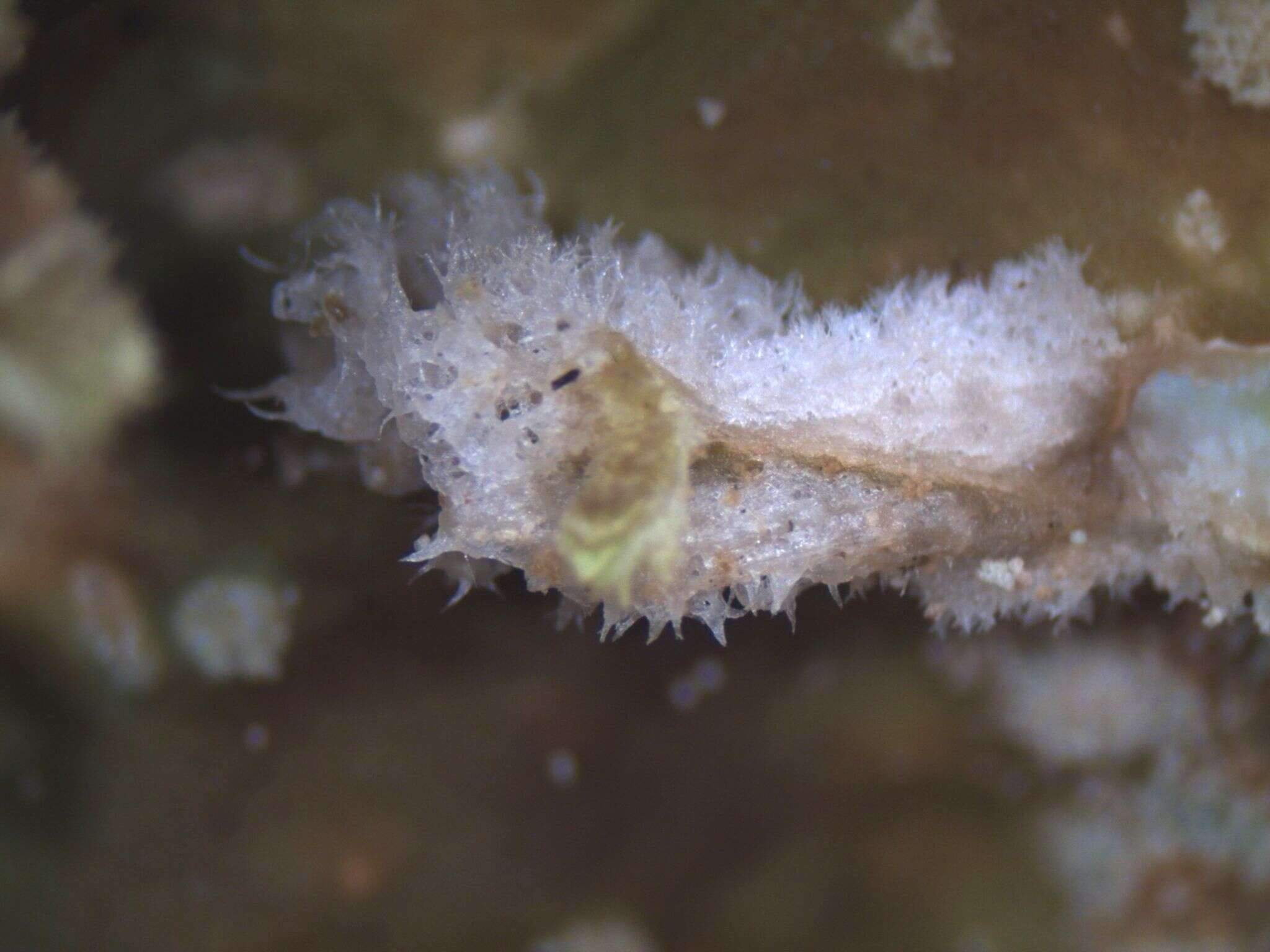 Image of Peltigera ulcerata Müll. Arg.