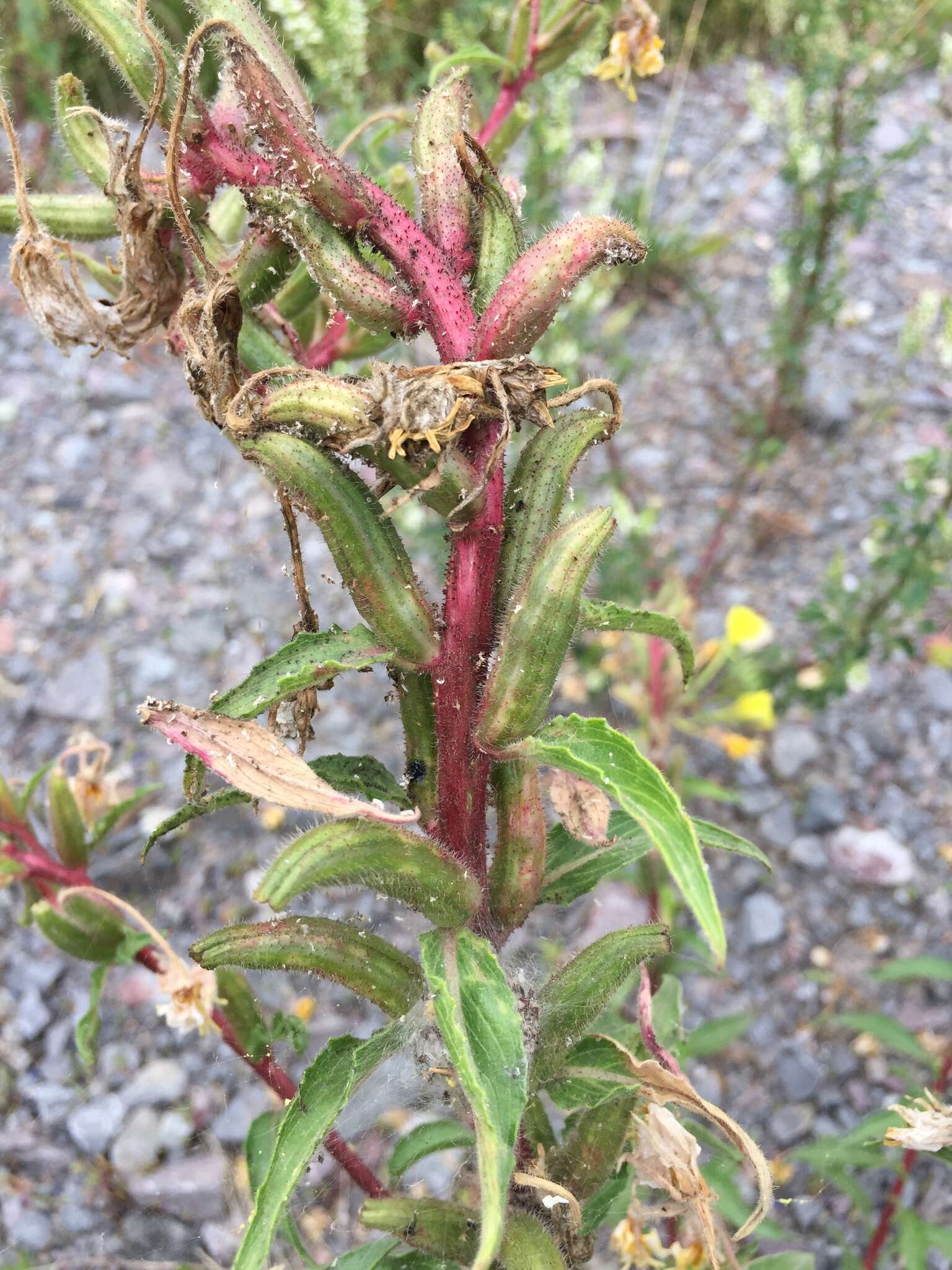 Image of Oenothera ersteinensis Linder & Jean