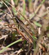 Plancia ëd Melanoplus femurrubrum (De Geer 1773)