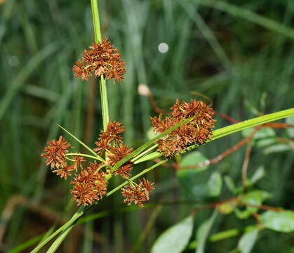 Image of Cyperus lucidus R. Br.