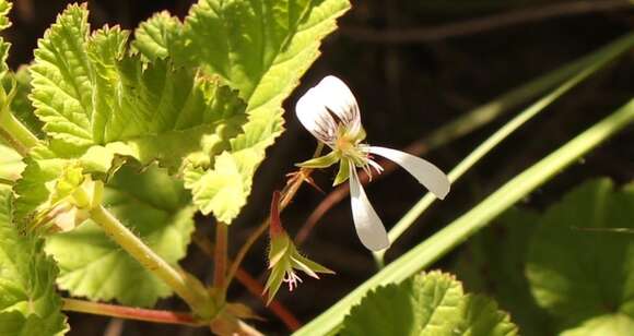 Image of Pelargonium dispar N. E. Br.