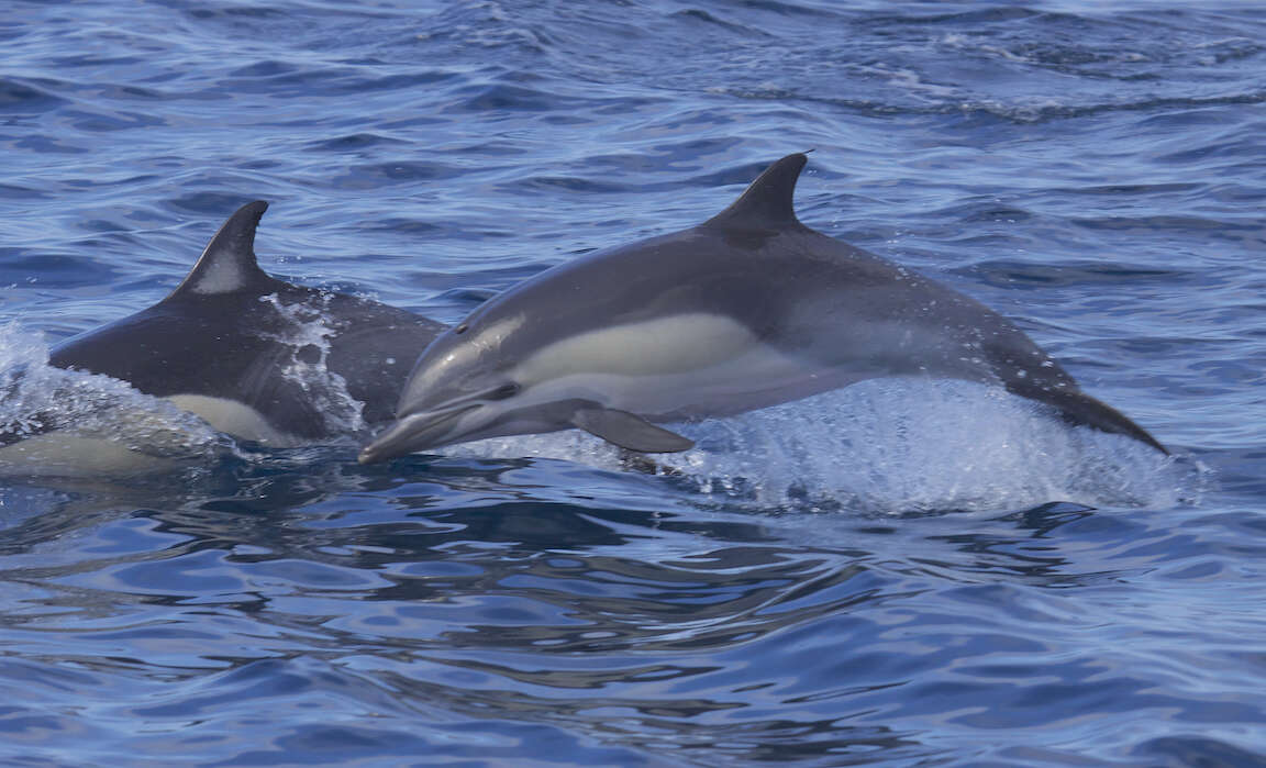 Image of Atlantic Dolphin