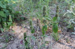 Image of hairy pagoda-plant