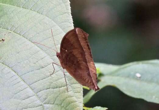 Image of Dark Jungle Glory