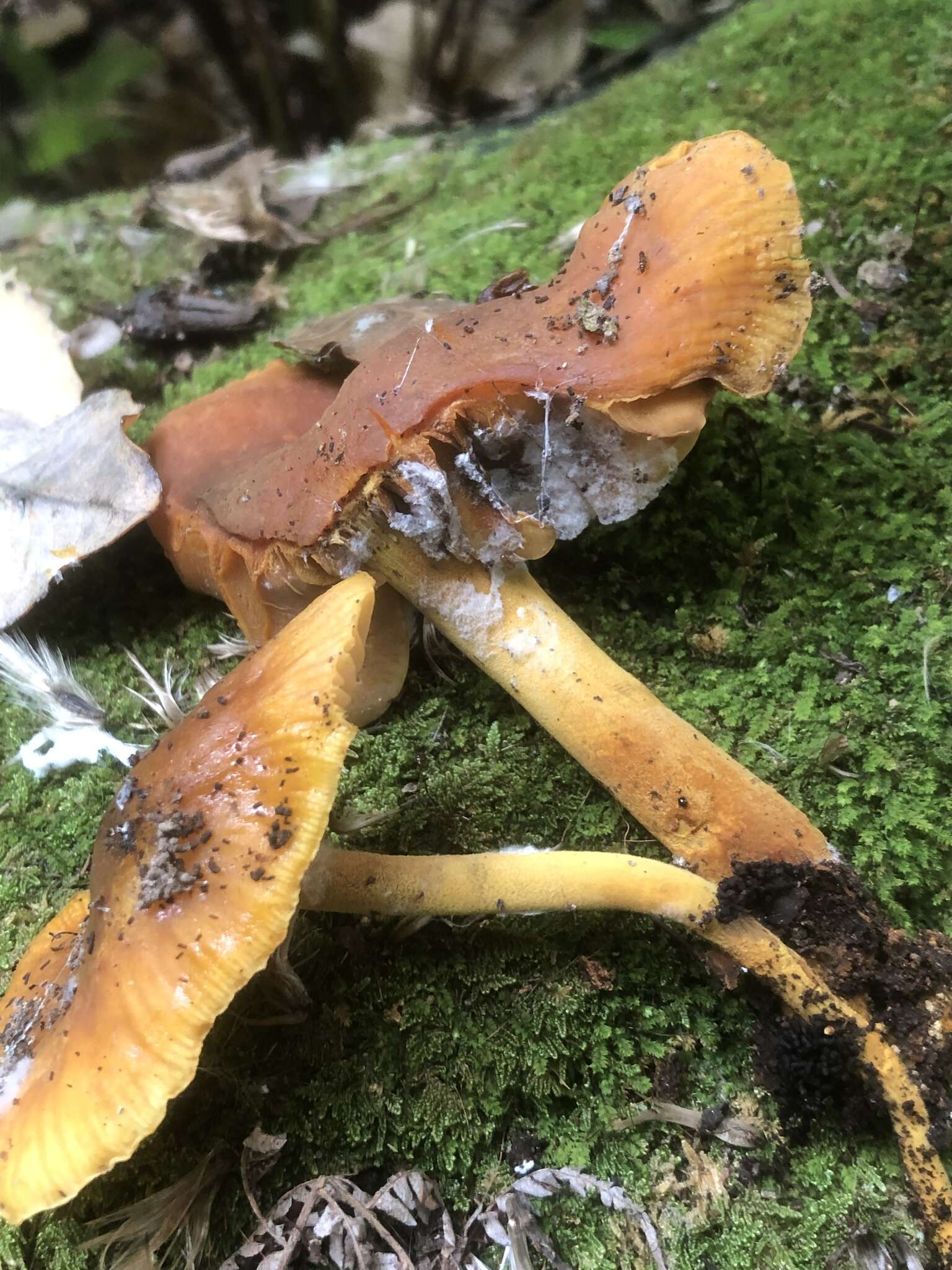 Image of Heimiomyces velutipes (G. Stev.) J. A. Cooper 2014