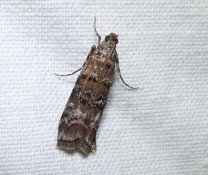 Image of Zimmerman Pine Moth