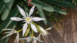 Imagem de Pancratium illyricum L.