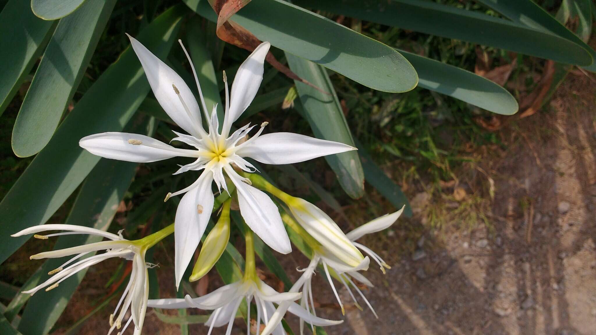 Imagem de Pancratium illyricum L.