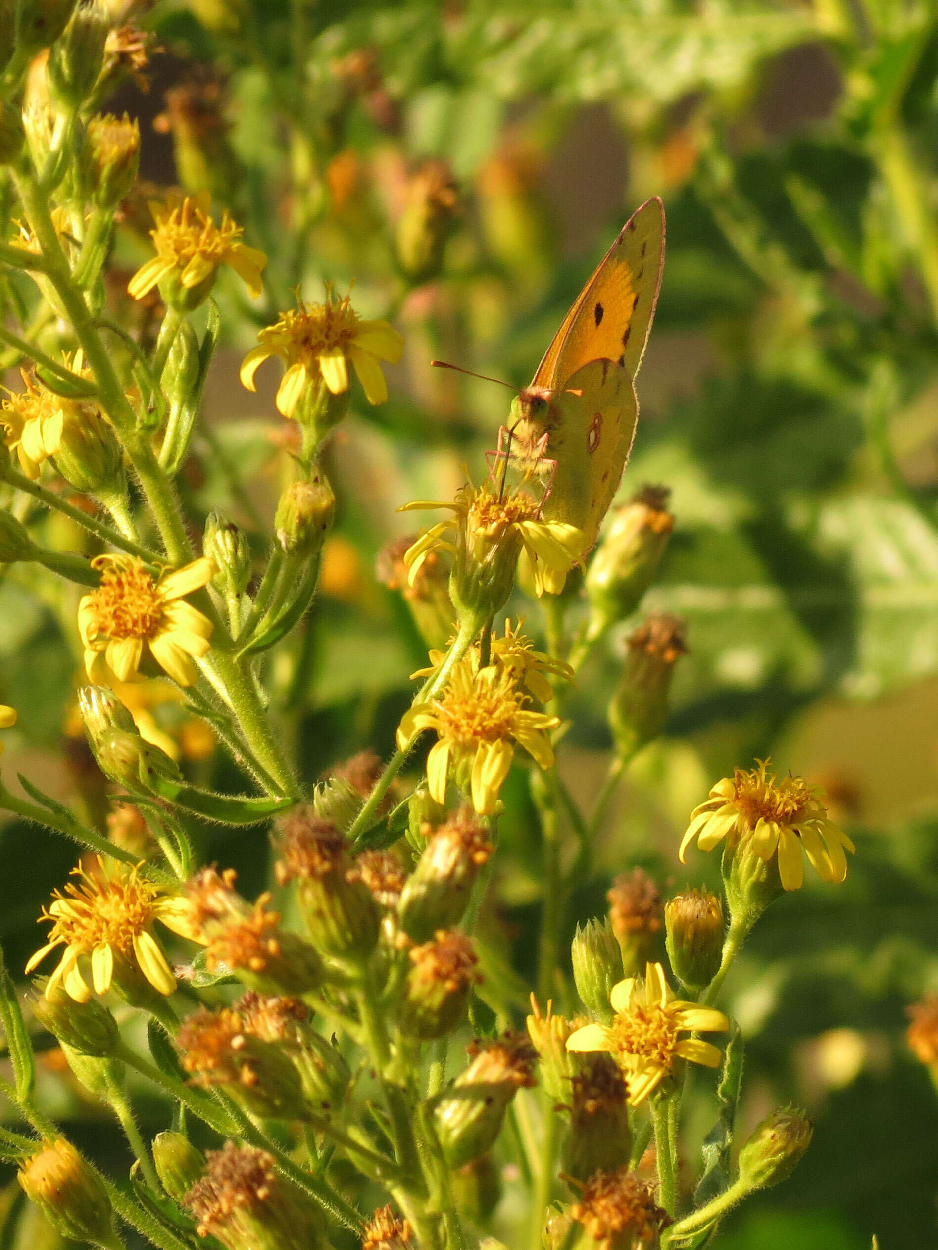 Image of Strong-smelling Inula