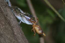 Image of Sri Lankan bloodsucker