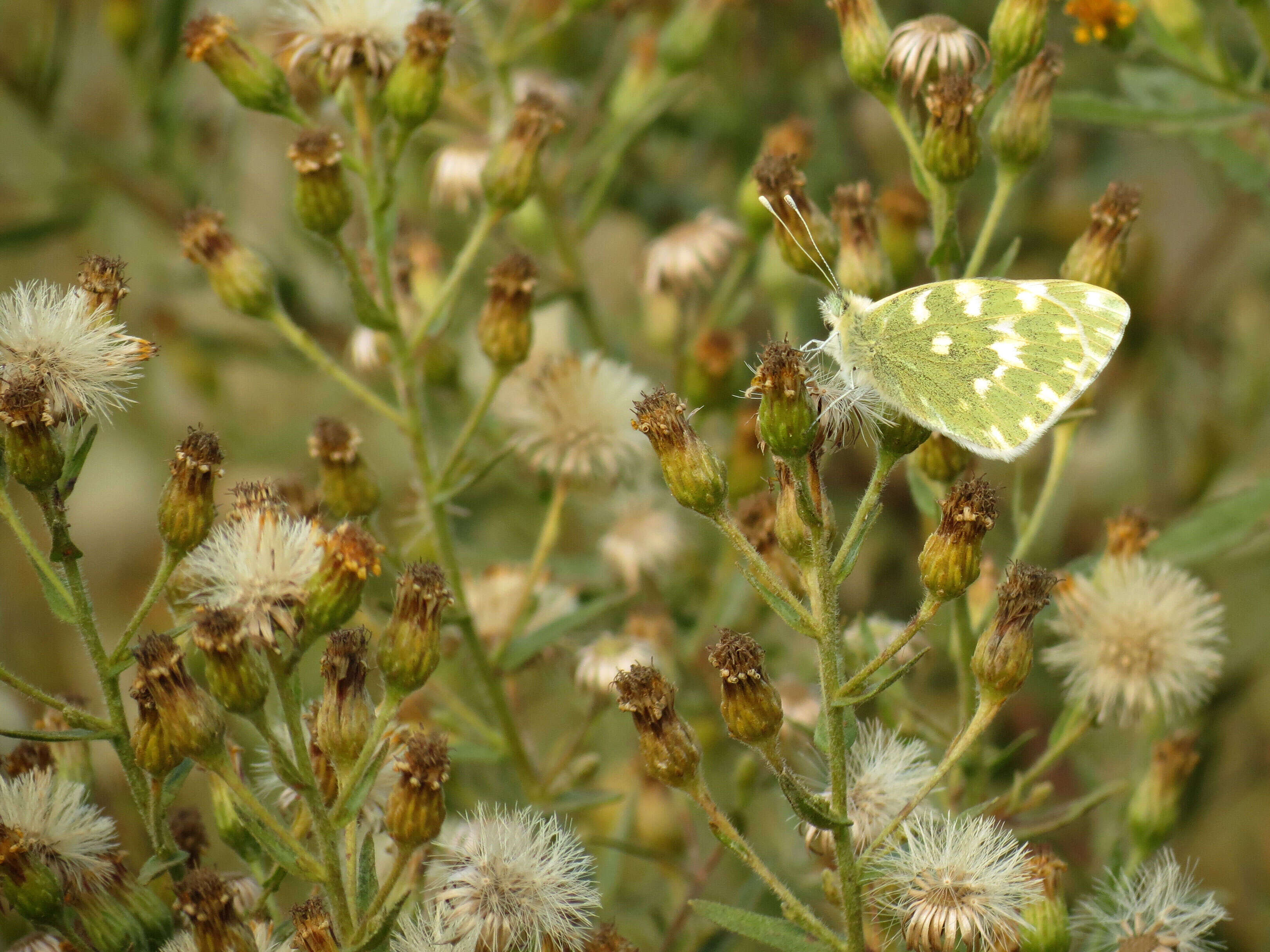 Image of Bath White