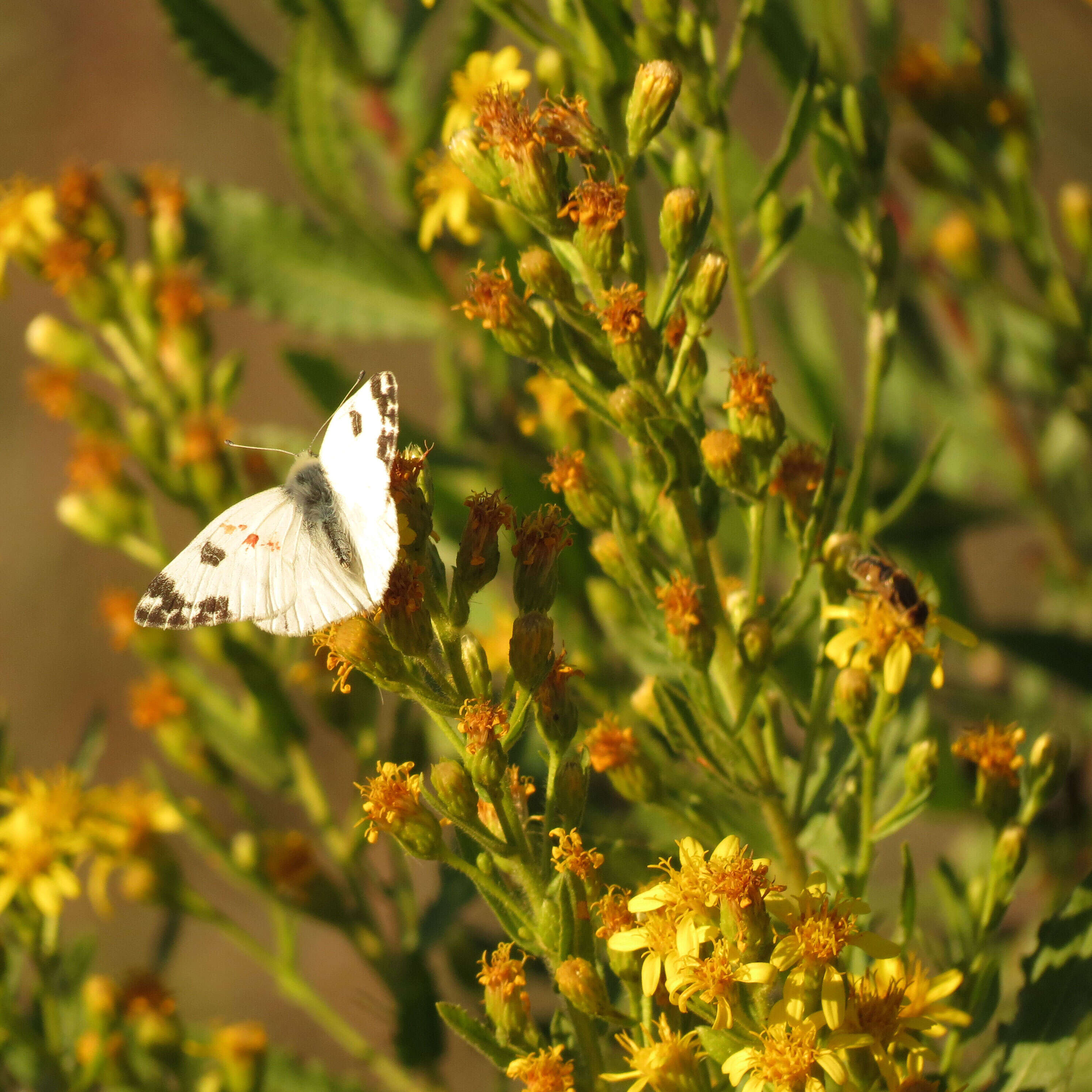 Image of Bath White