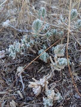 Слика од Teucrium gnaphalodes L'Hér.