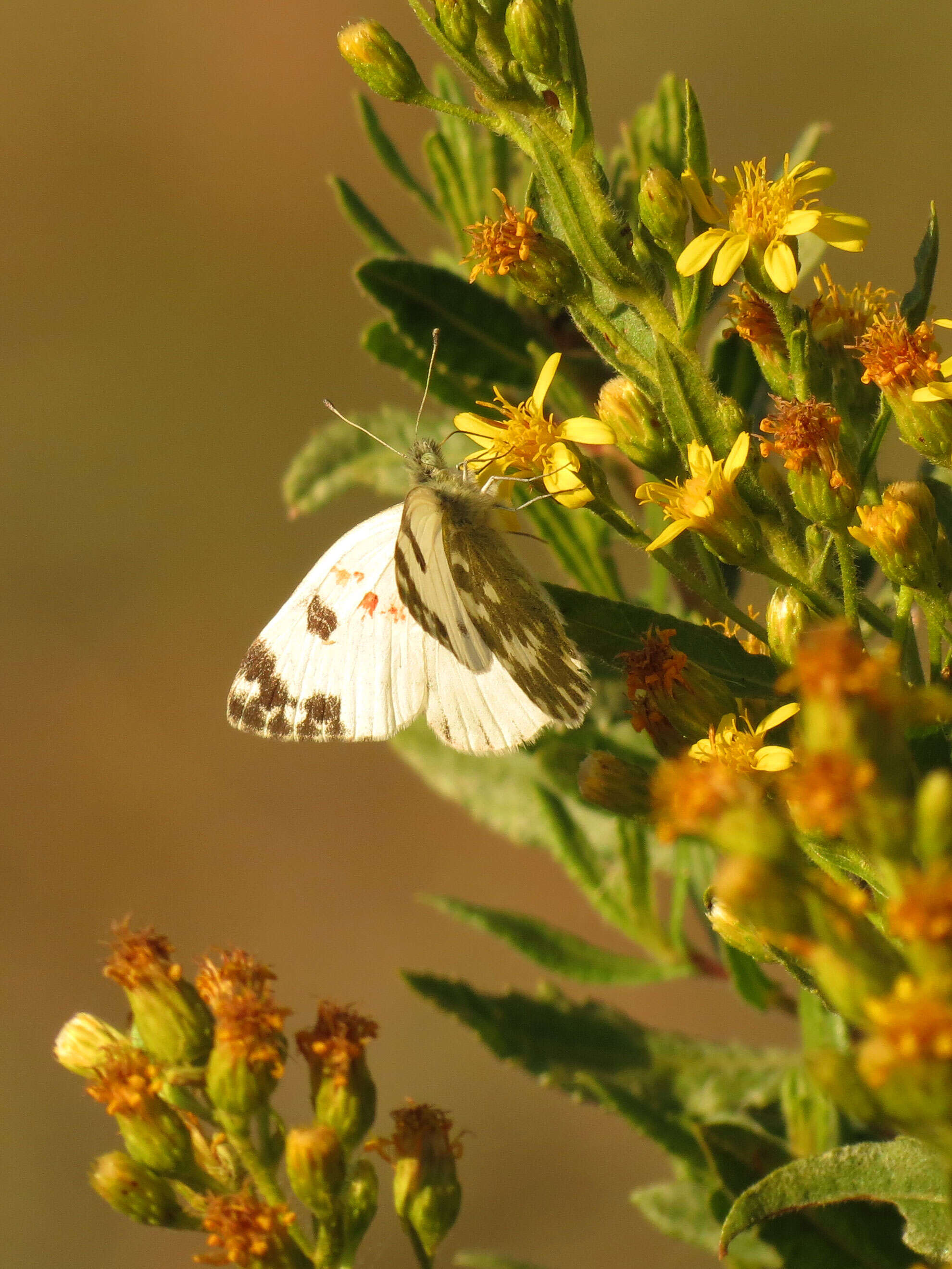 Image of Bath White