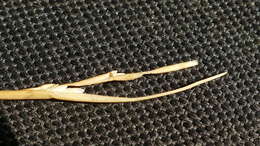 Слика од Puccinellia stricta (Hook. fil.) Blom