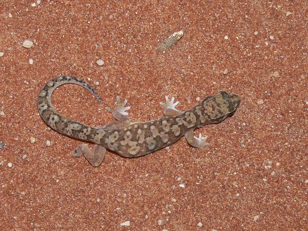 Image of White-spotted Ground Gecko WA