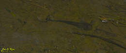 Image of Amur catfish