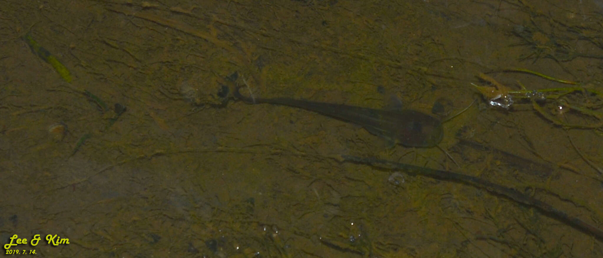 Image of Amur catfish