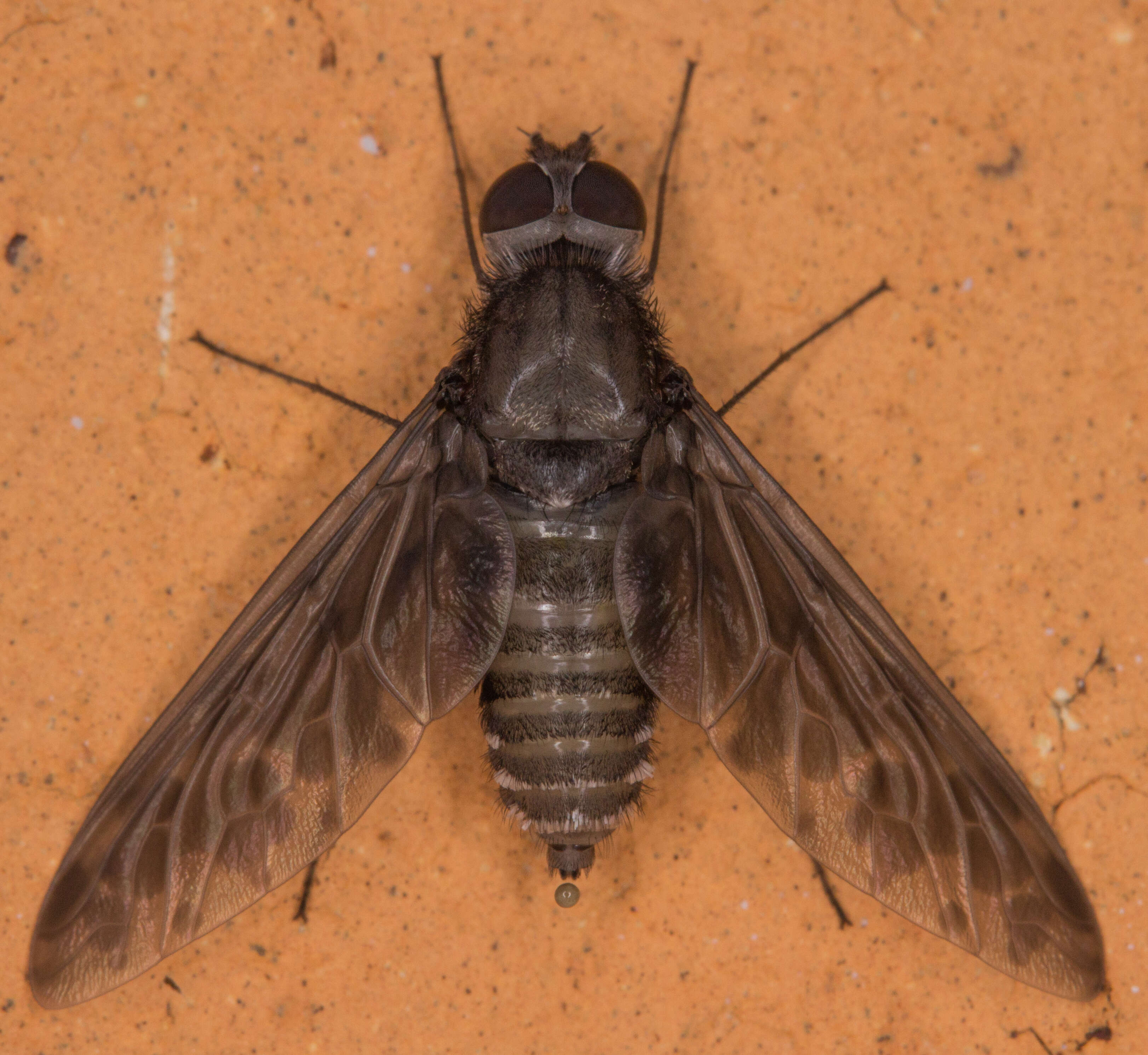 Image of Bee Fly