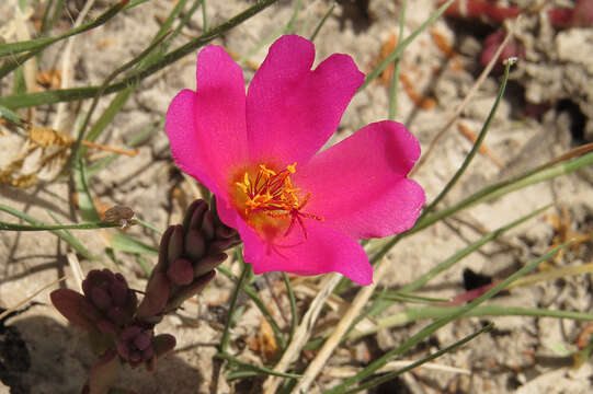 Image of Portulaca gilliesii Hook.