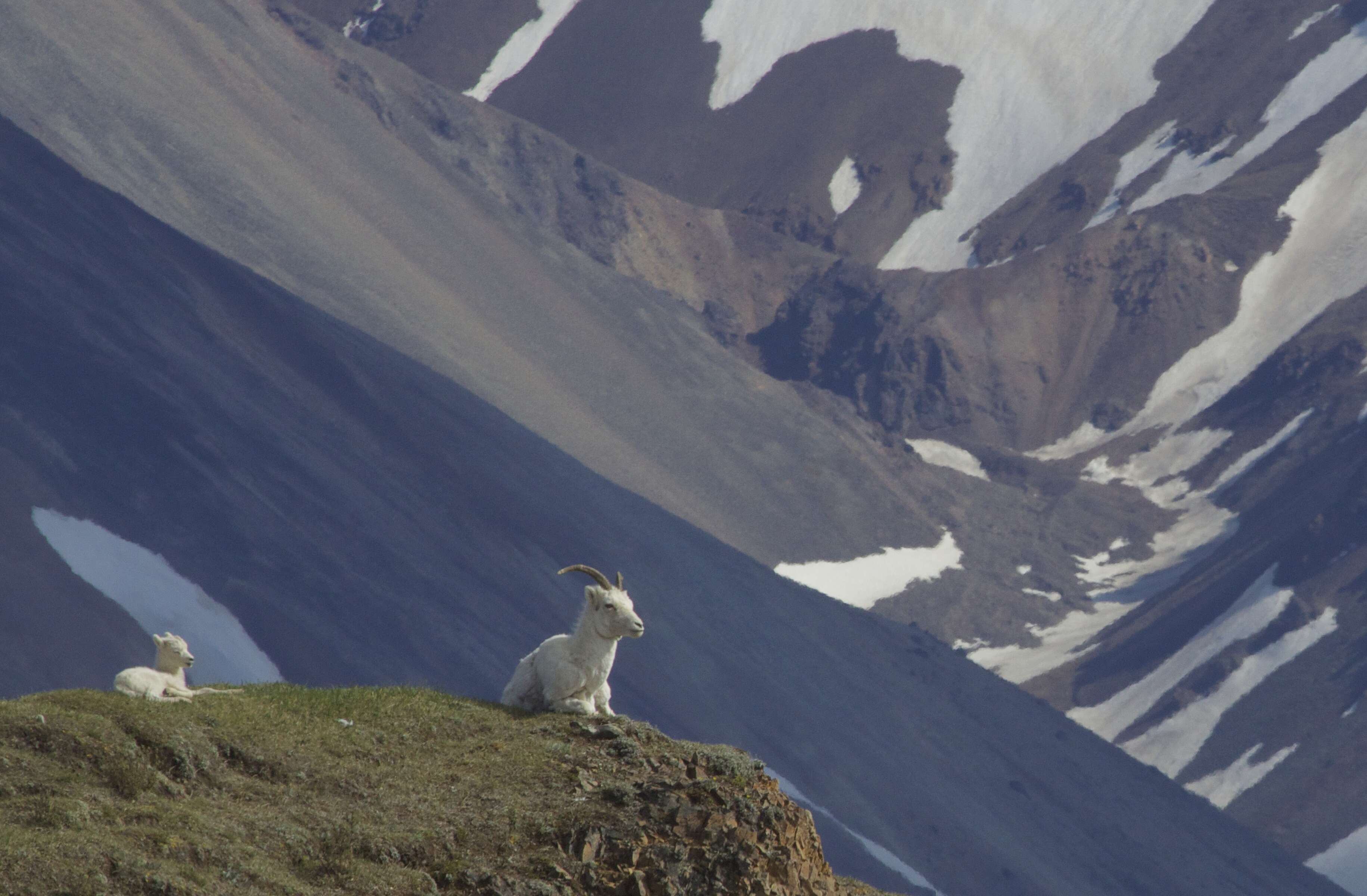 Image of Dall’s Sheep