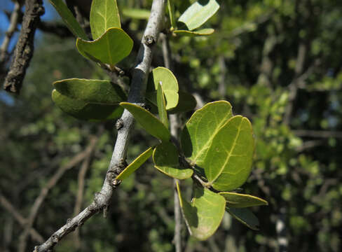 Image of Cassine burkeana (Sond.) Kuntze