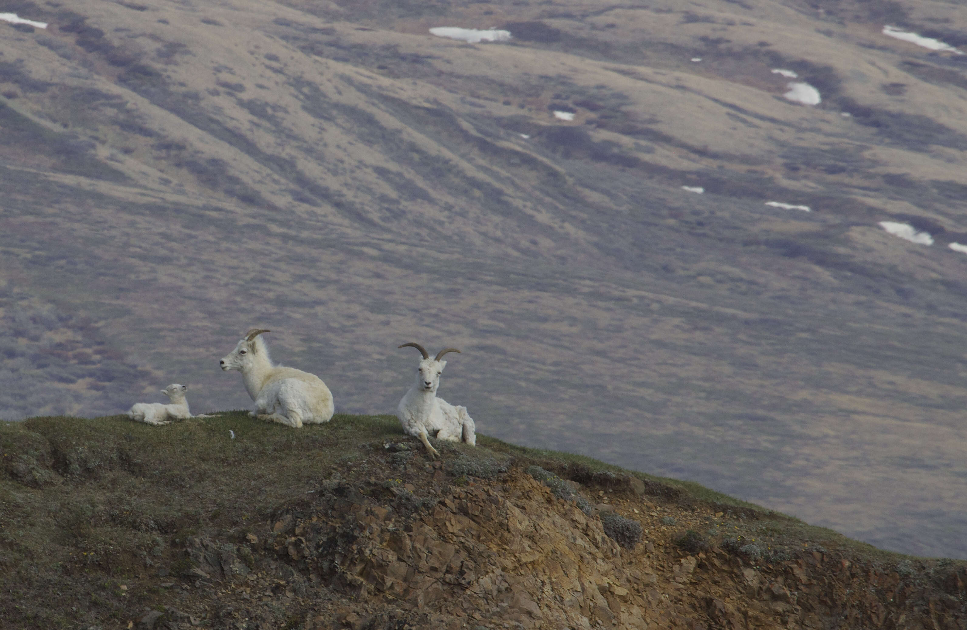 Image of Dall’s Sheep