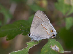 Image of Red-lined Scrub-Hairstreak