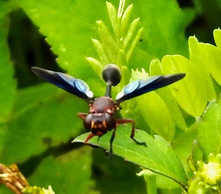 Imagem de Physocephala floridana Camras 1957