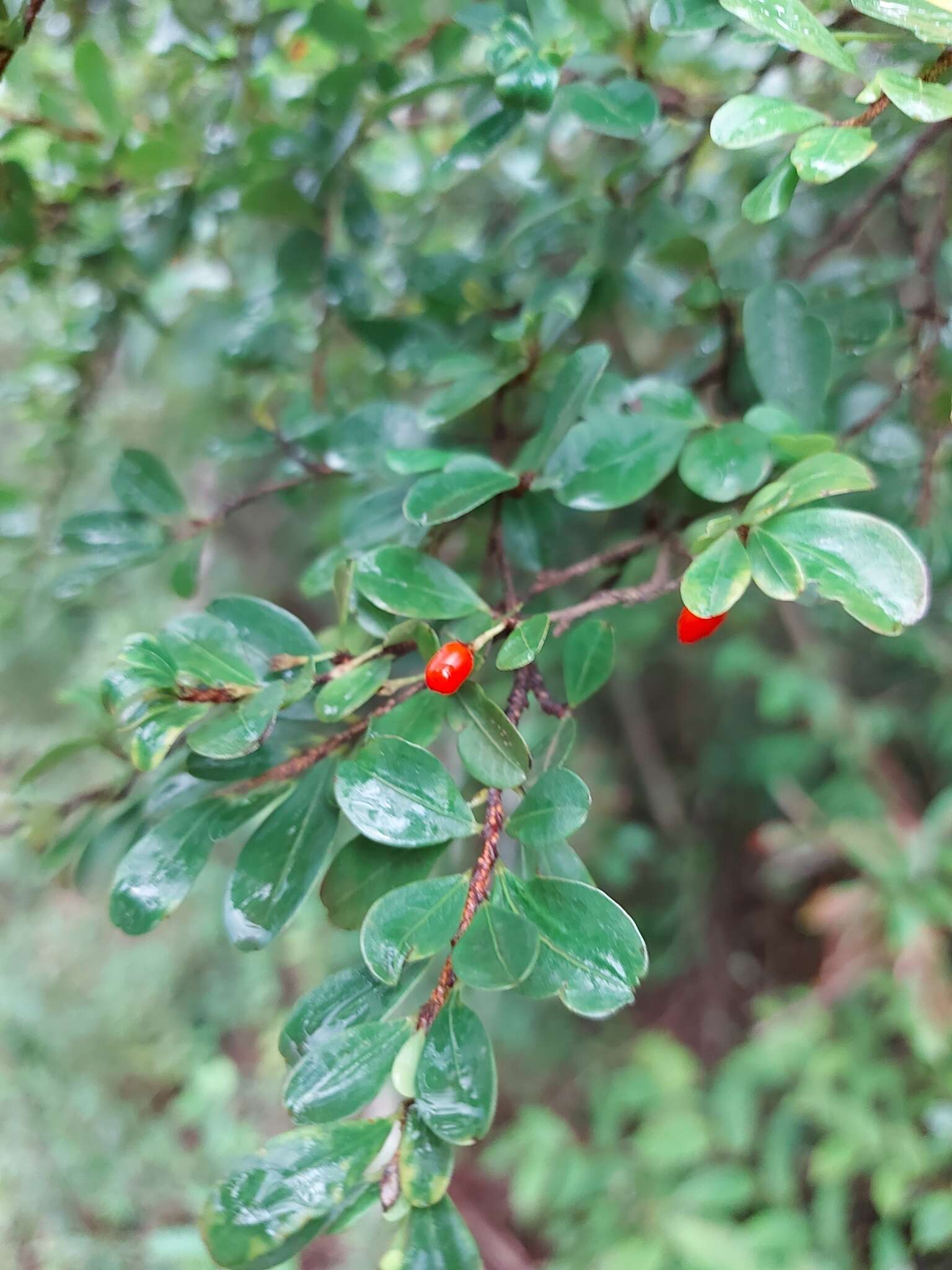 Erythroxylum cuneifolium (Mart.) O. E. Schulz的圖片