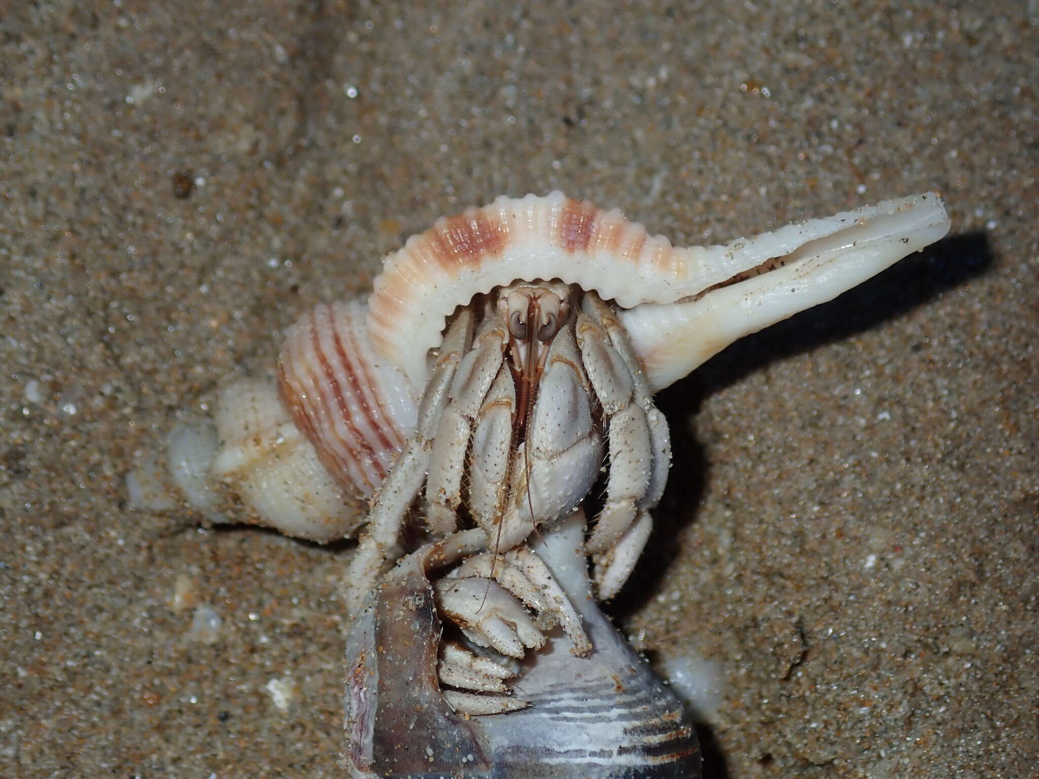 Image of <i>Coenobita variabilis</i>