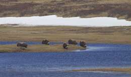 Image of muskox