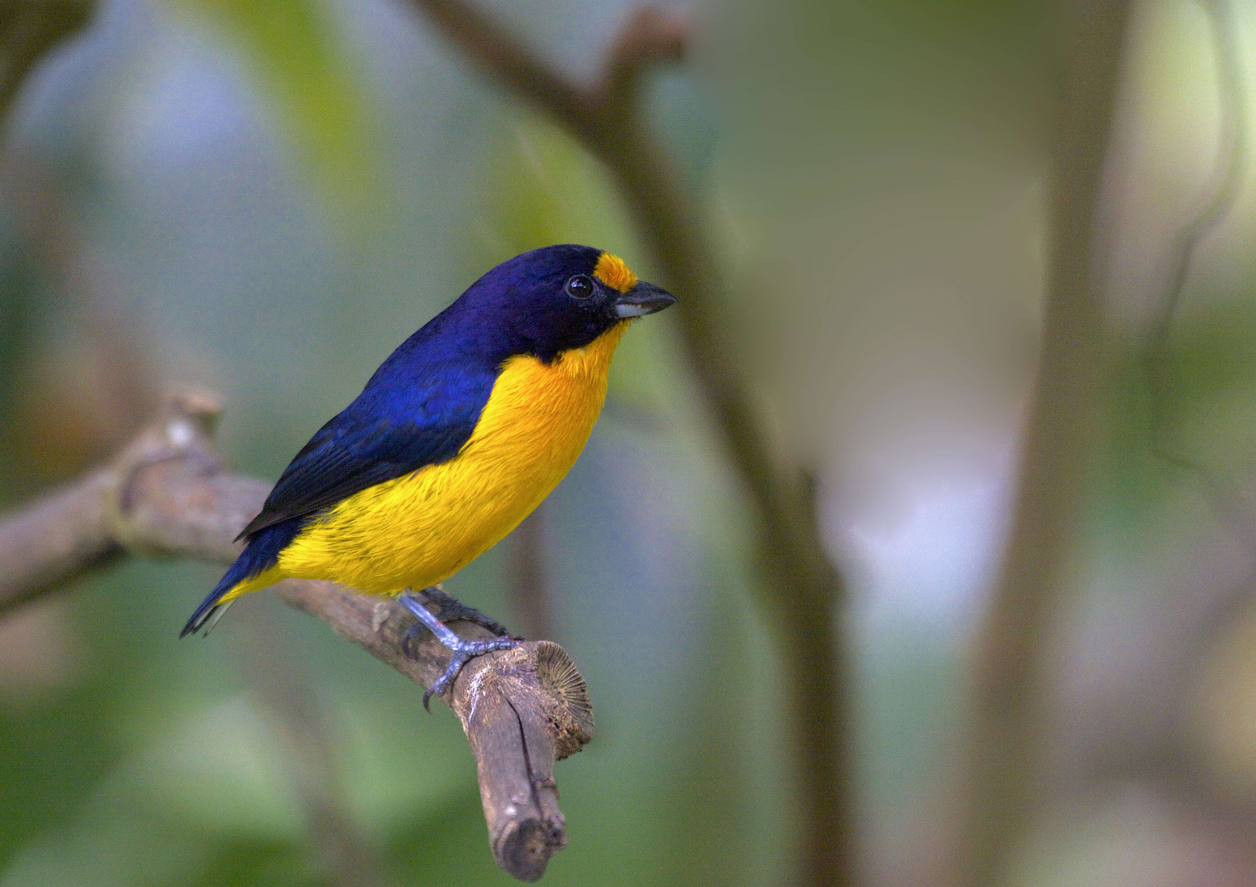 Euphonia violacea (Linnaeus 1758)的圖片