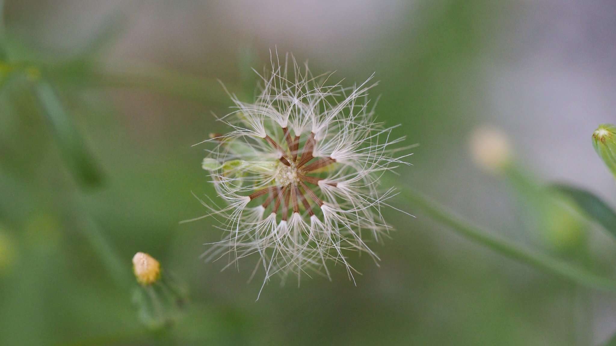 Image of Stebbins' desertdandelion