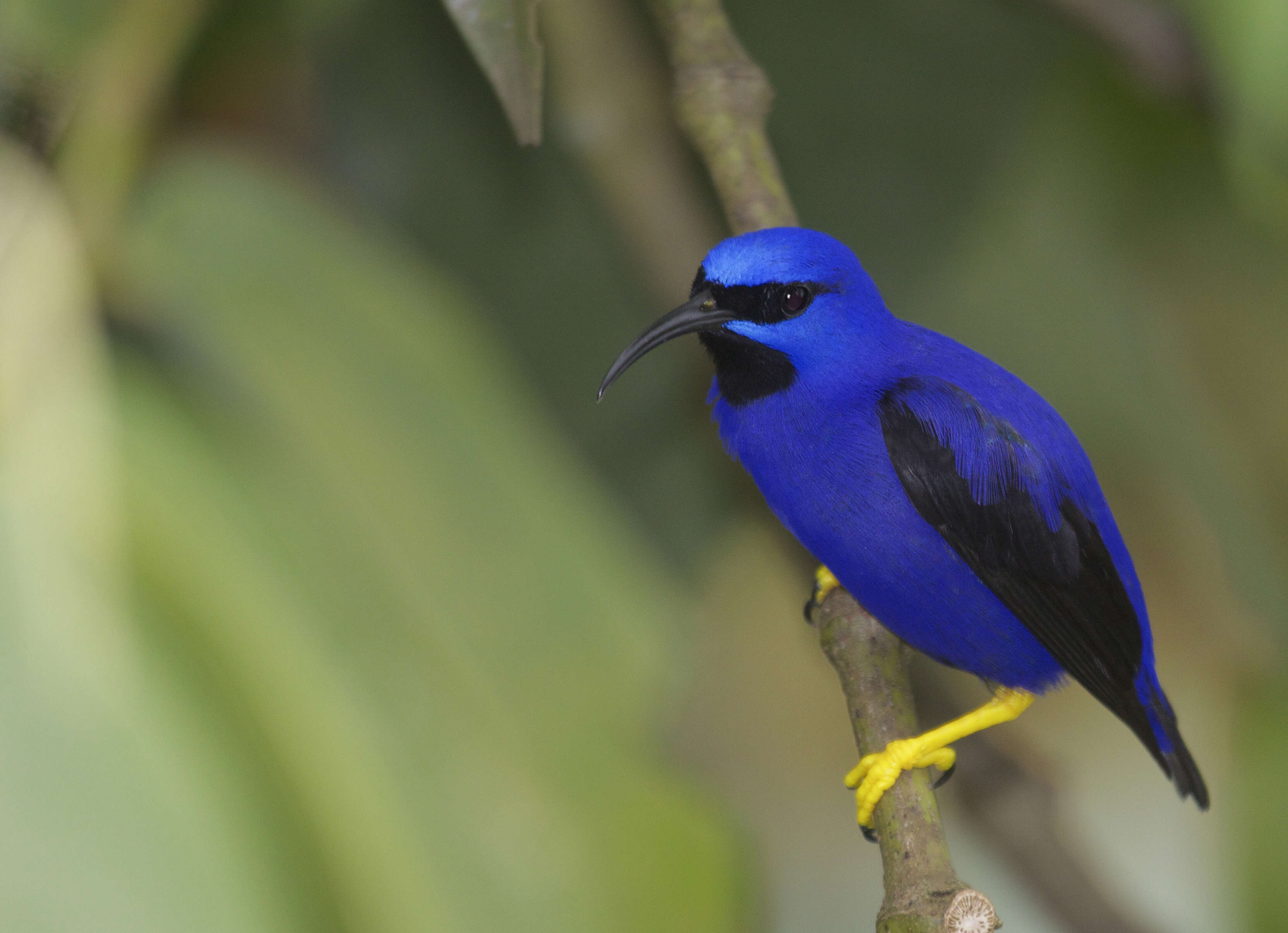 Image of Purple Honeycreeper