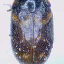 Image of Warehouse Beetle