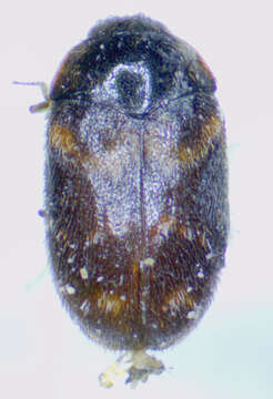 Image of Warehouse Beetle