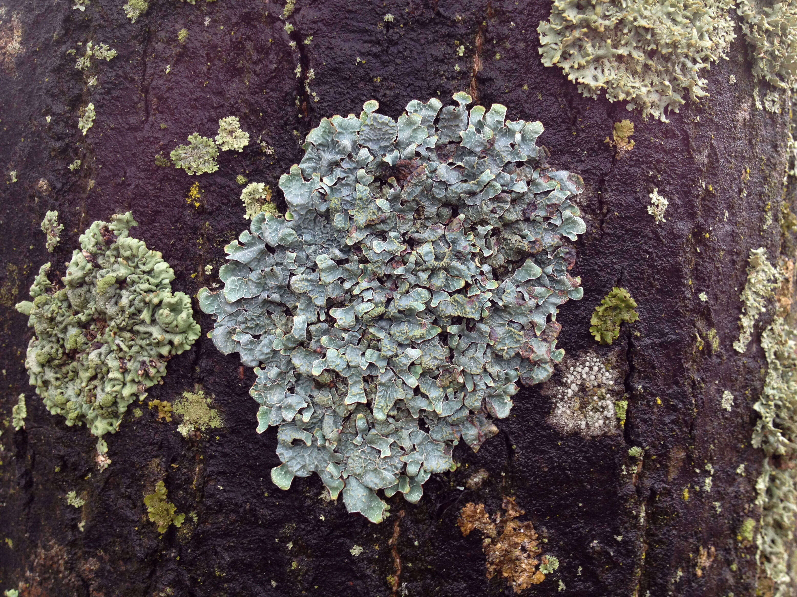 Image of shield lichen