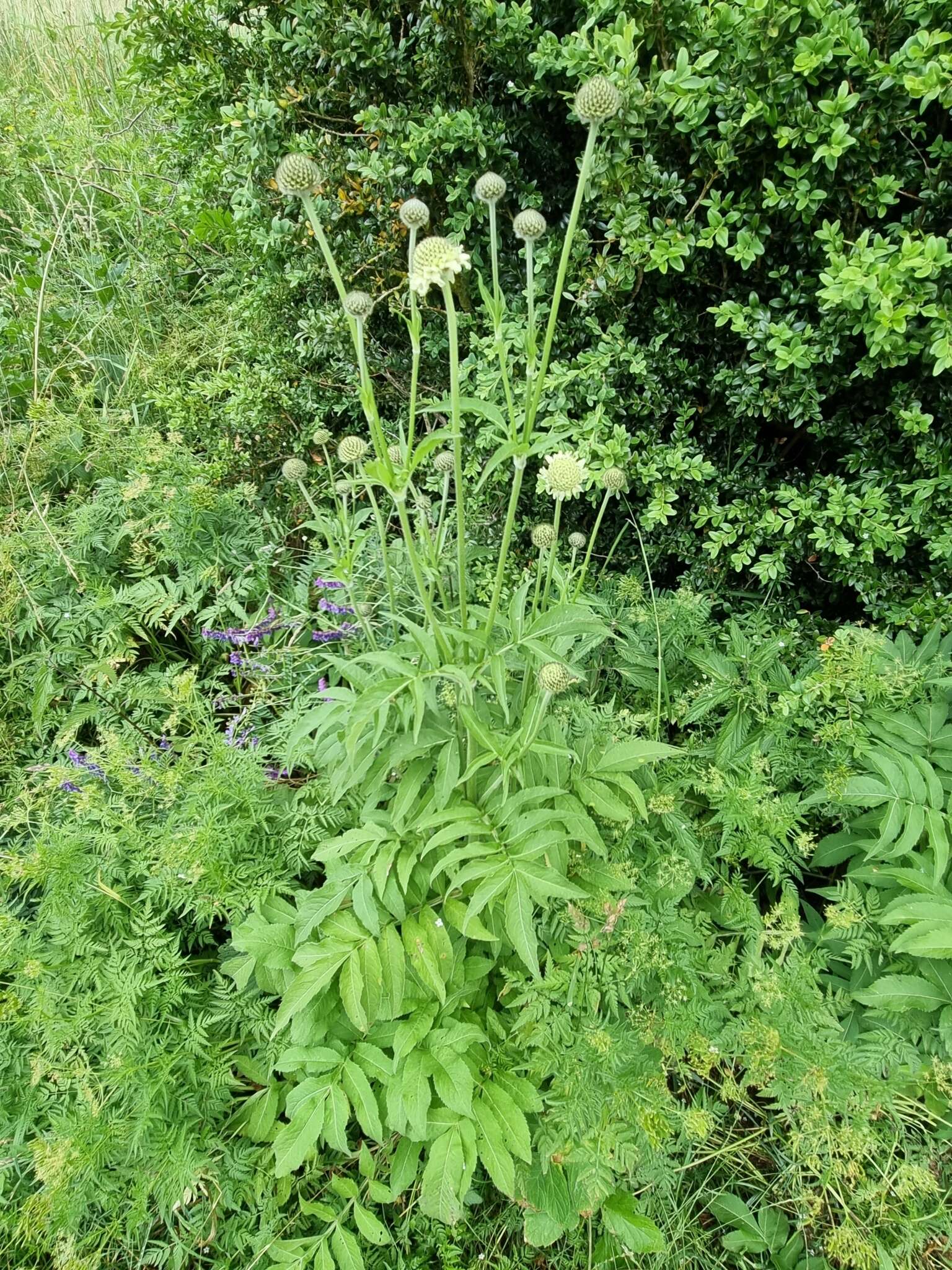 Cephalaria alpina (L.) Schrad. resmi