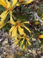 Image of Lambertia multiflora var. darlingensis R. J. Hnatiuk