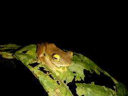 Rhacophorus margaritifer (Schlegel 1837)的圖片